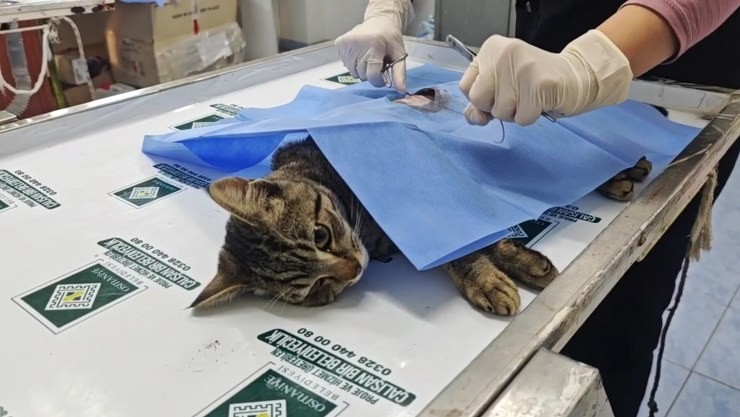 kedi kısırlaştırma