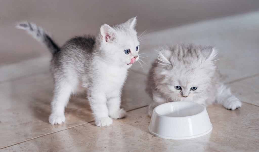 yavru kedi bakımı