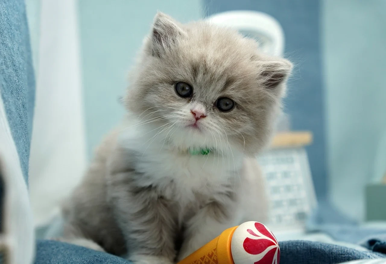 kedi bakımı