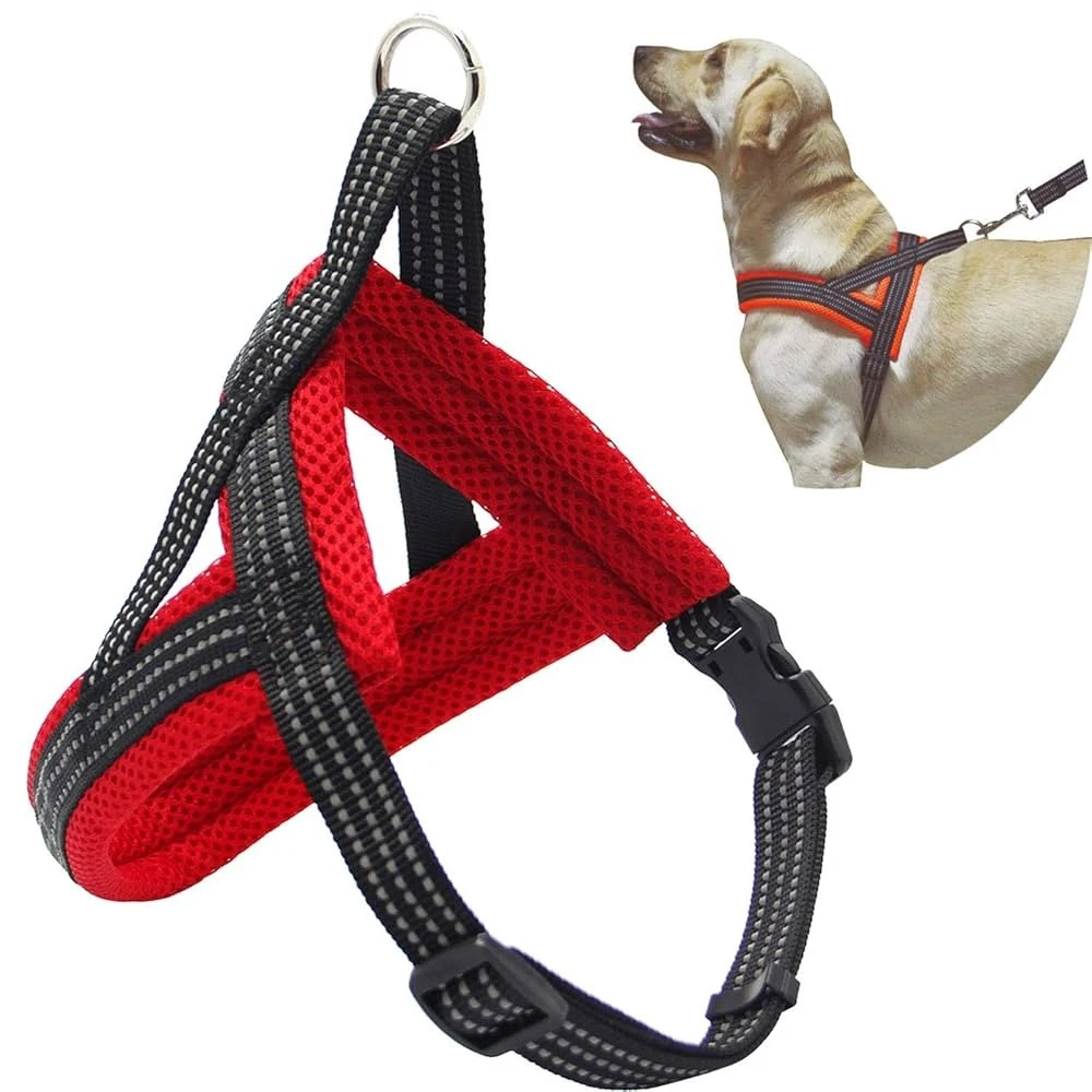 köpek tasması