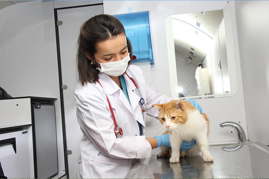 ücretsiz kedi veterineri