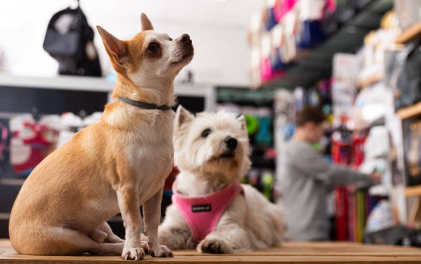 petshop nedir