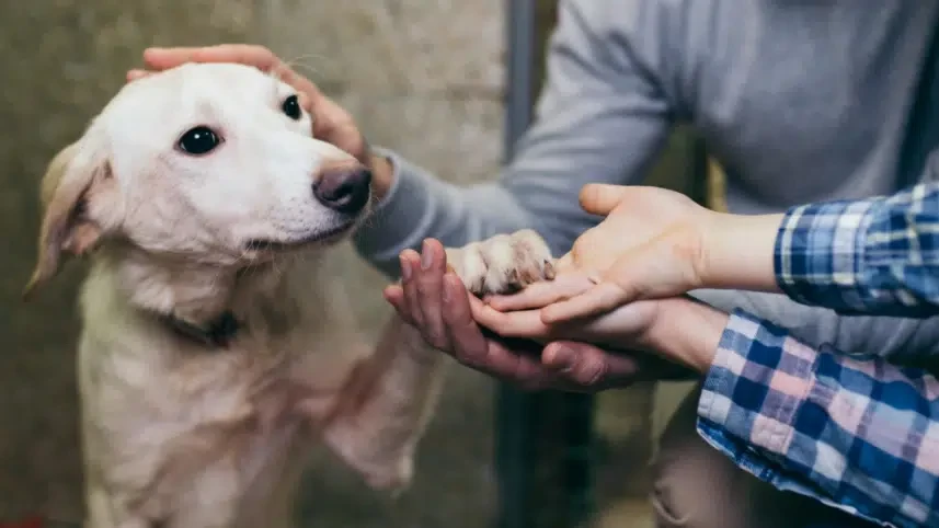 meraklı köpek petshop