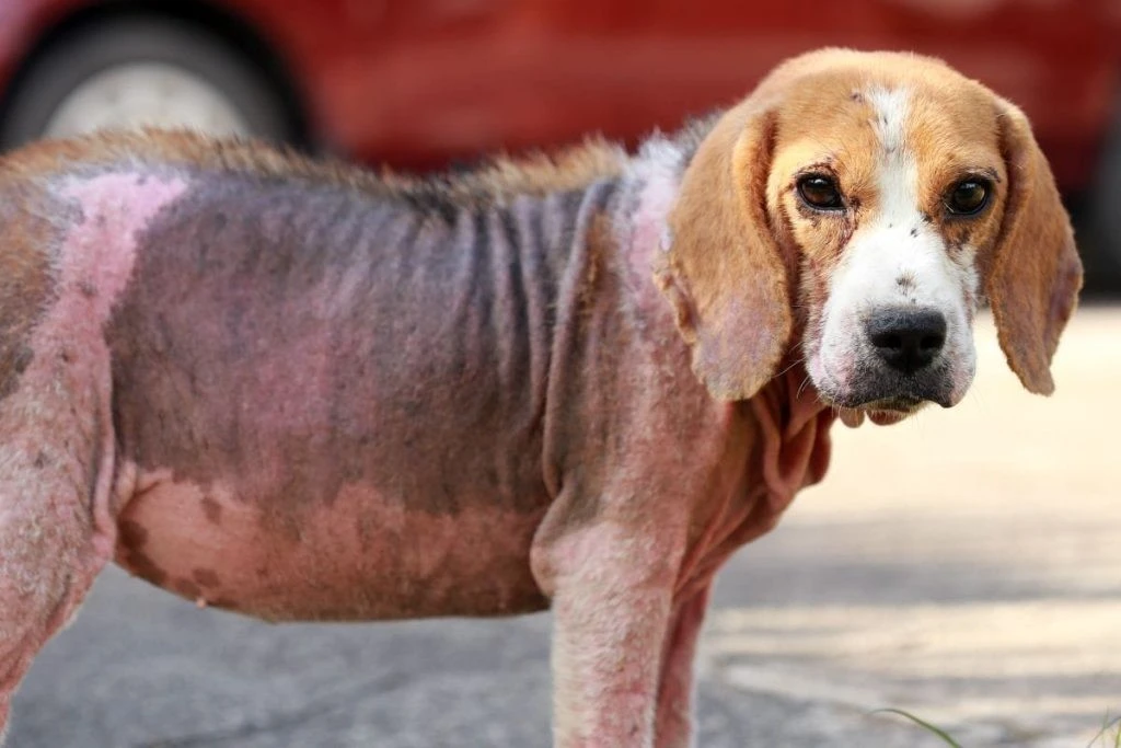 köpeklerde uyuz hastlığı
