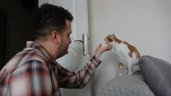 yaralı kedi