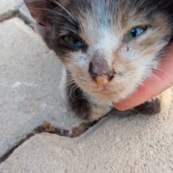 yaralı kedi ihbar