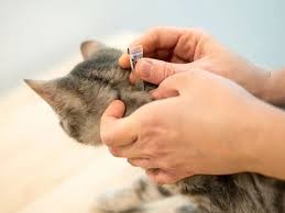 kedi paraziti