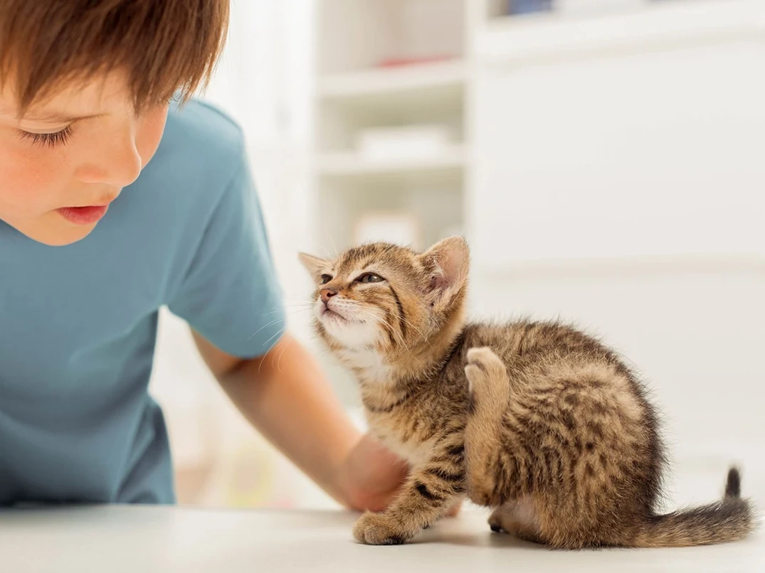 kedi iç ve dış parazit