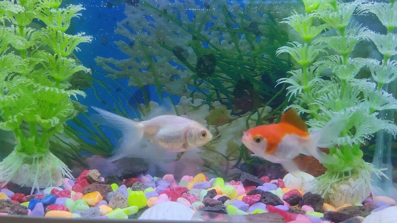 balık yemi petshop