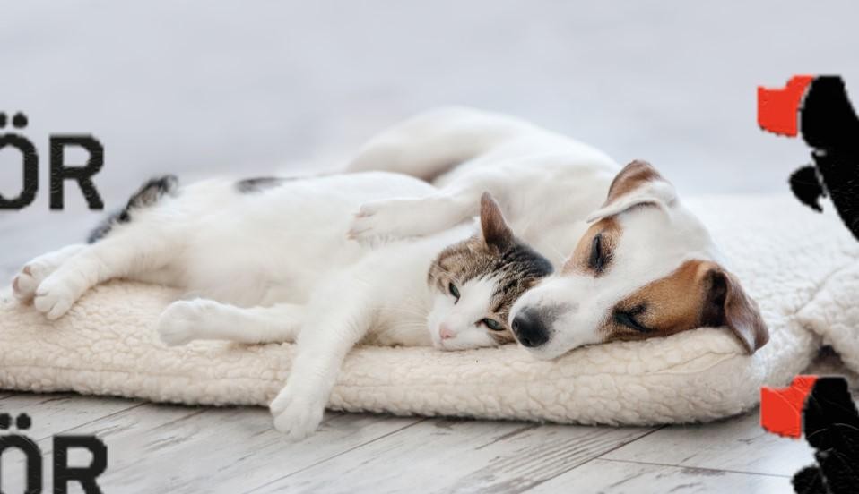 kedi ve köpek petshop