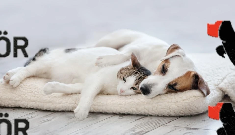 kedi ve köpek petshop
