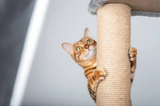 kedi tırmalama