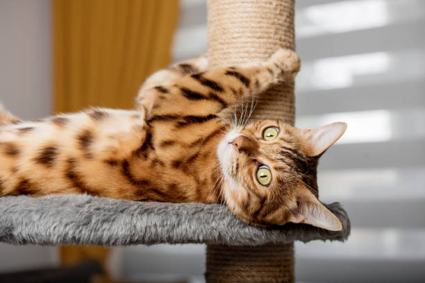 kedi tırmalama