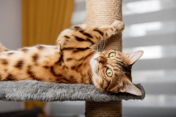 kedi tırmalama
