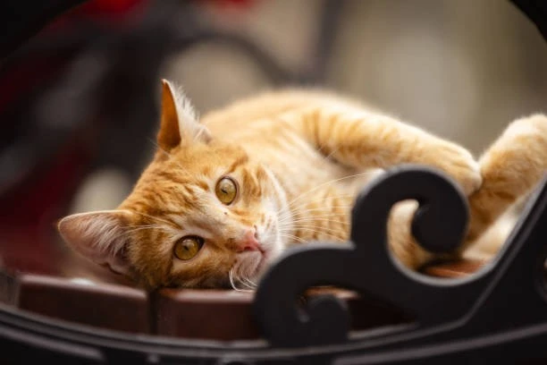 kedi sahiplenme süreci