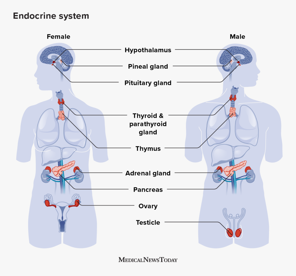 endokrinolog, yavaş metabolizma, belirtiler, tavsiyemiz, sağlık hizmet