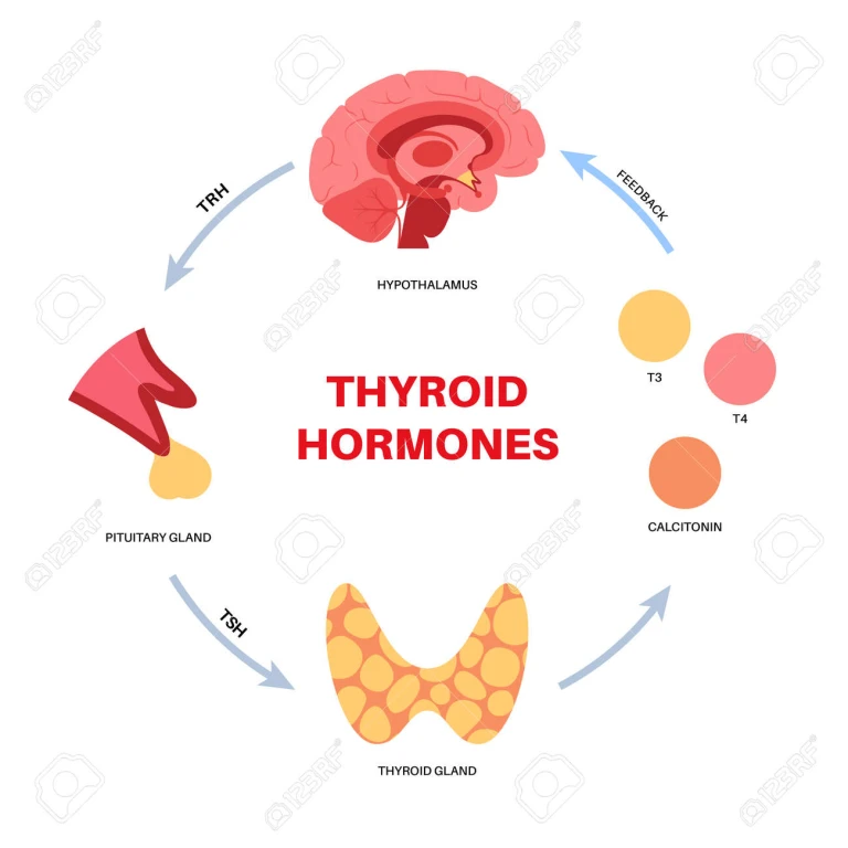 tiroid testi, tiroid fonksiyonları, TSH, T3, T4, endokrinoloji,endokrinolog,endokrinolog,tavsiyem tiroid testi, tiroid fonksiyonları, TSH, T3, T4, endokrinoloji,endokrinolog,endokrinolog,tavsiyem
