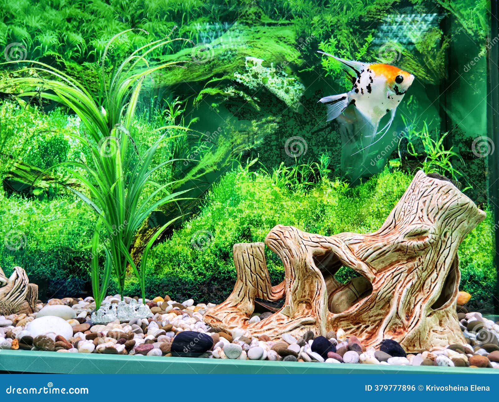 akvaryum kurulumu, akvaryum bakımı, suyun dengesi, akvaryum ekipmanları, sufiltrasyonu, akvaryum akvaryum kurulumu, akvaryum bakımı, suyun dengesi, akvaryum ekipmanları, sufiltrasyonu, akvaryum