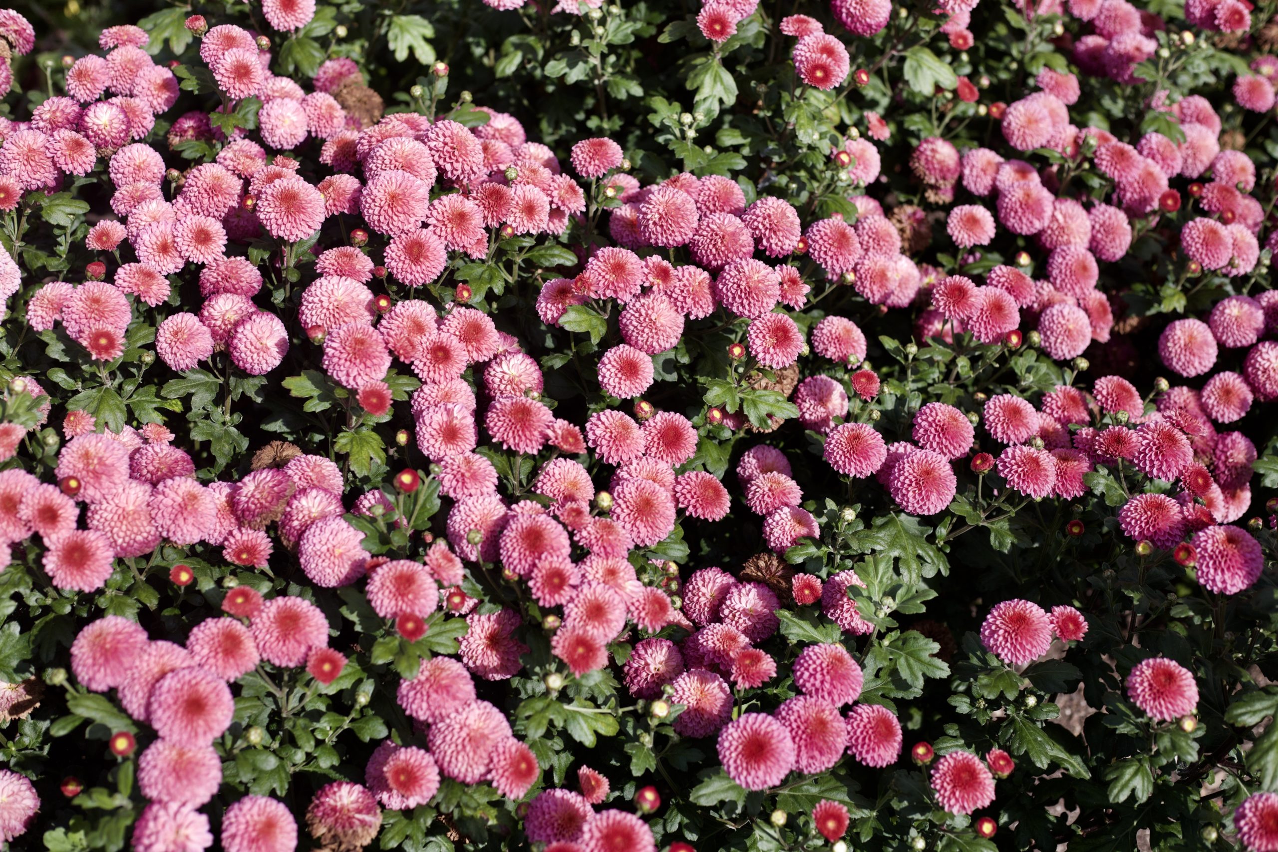 Giresun eczane hizmetleri, sağlık ürünleri, ilaç temini, reçete danışmanlığı, doğal bitkisel ürün Giresun eczane hizmetleri, sağlık ürünleri, ilaç temini, reçete danışmanlığı, doğal bitkisel ürün