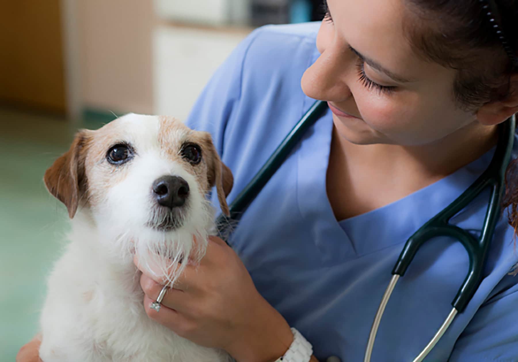 Afyonkarahisar veteriner, hayvan sağlığı, evcil hayvan bakımı, veteriner uzmanları, hayvan hastan