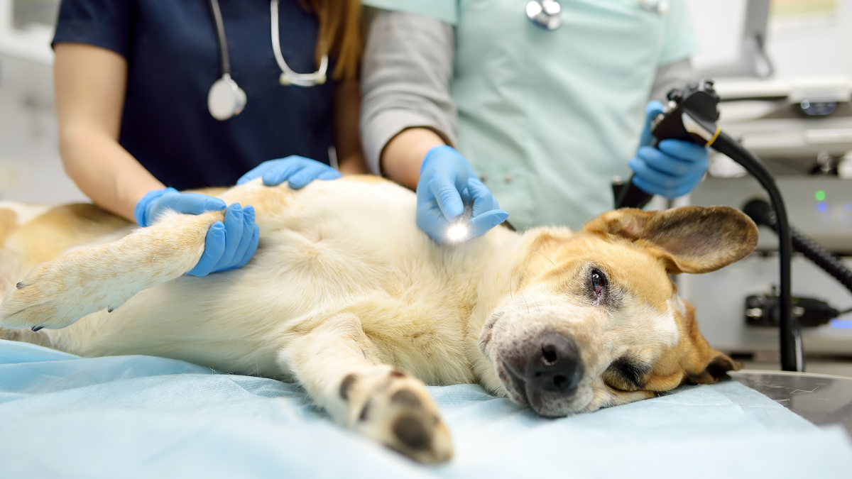Amasya veteriner, hayvan sağlığı, evcil hayvan bakımı, veteriner hizmetleri, hayvan sağlığı uzman