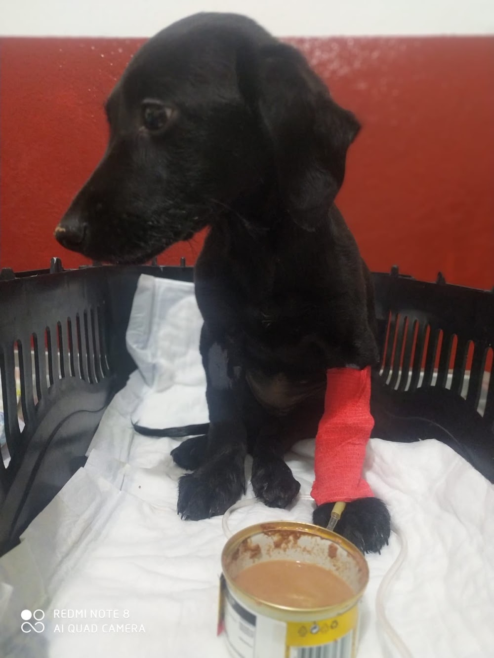 Balıkesir veteriner, evcil hayvan bakımı, hayvan sağlığı, veteriner hizmetleri, hayvan hastanesi,