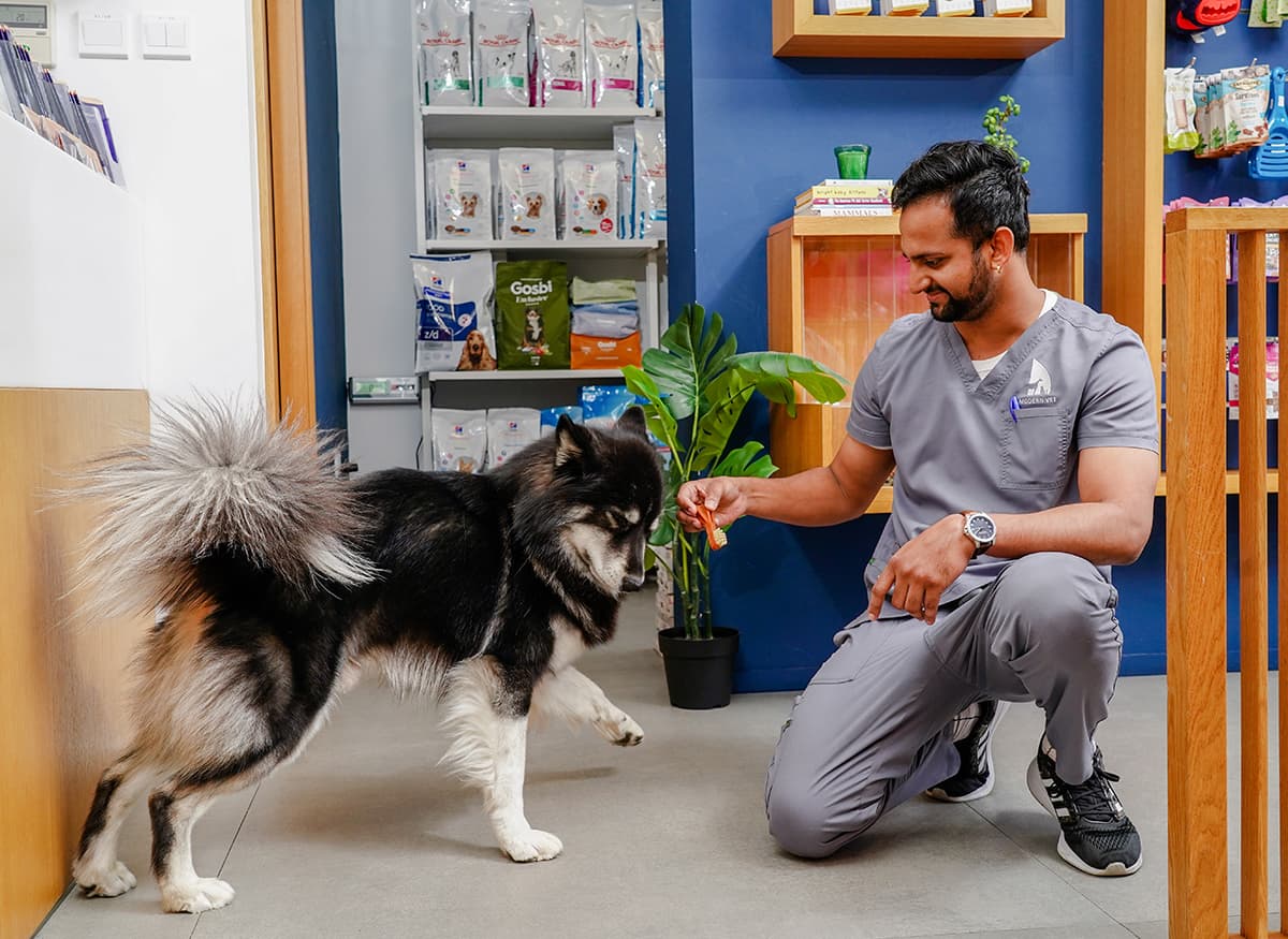 Bilecik veteriner, hayvan sağlığı, pet klinik, evcil hayvan bakımı, veteriner uzmanları, hayvan h