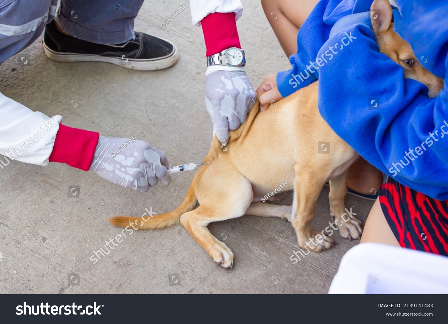 Bursa veteriner, evcil hayvan sağlığı, pet klinikleri, köpek ve kedi veterineri, hayvan muayenesi