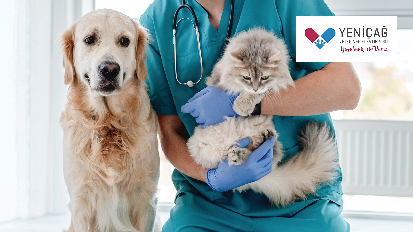 Çankırı veteriner, hayvan sağlığı, veteriner hizmetleri, köpek bakımı, kedi sağlığı, veteriner kl