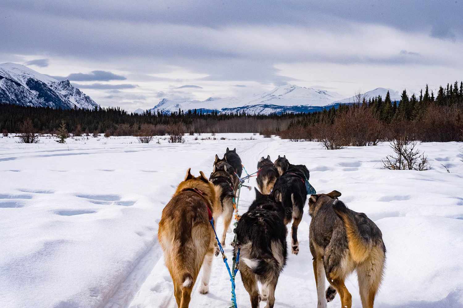 Bolu veteriner, acil sağlık, hayvan hastanesi, veteriner hizmetleri, acil veteriner kliniği, evci