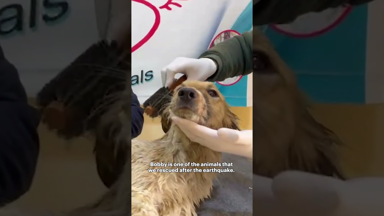 Gaziantep veteriner, evcil hayvan sağlığı, hayvan bakımı, veteriner hizmetleri, köpek bakım, kedi