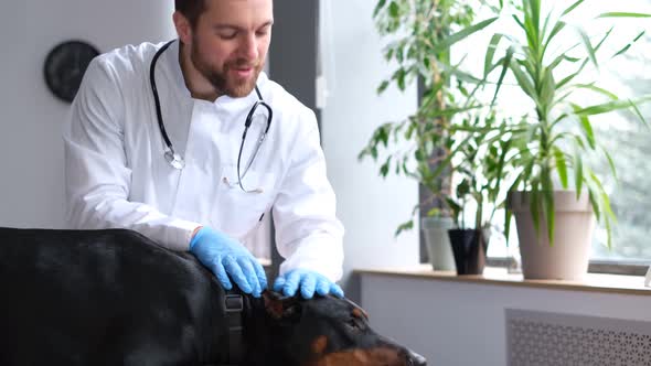 Hatay veteriner, hayvan sağlığı, veteriner klinik hizmetleri, evcil hayvan bakımı, hayvan veterin