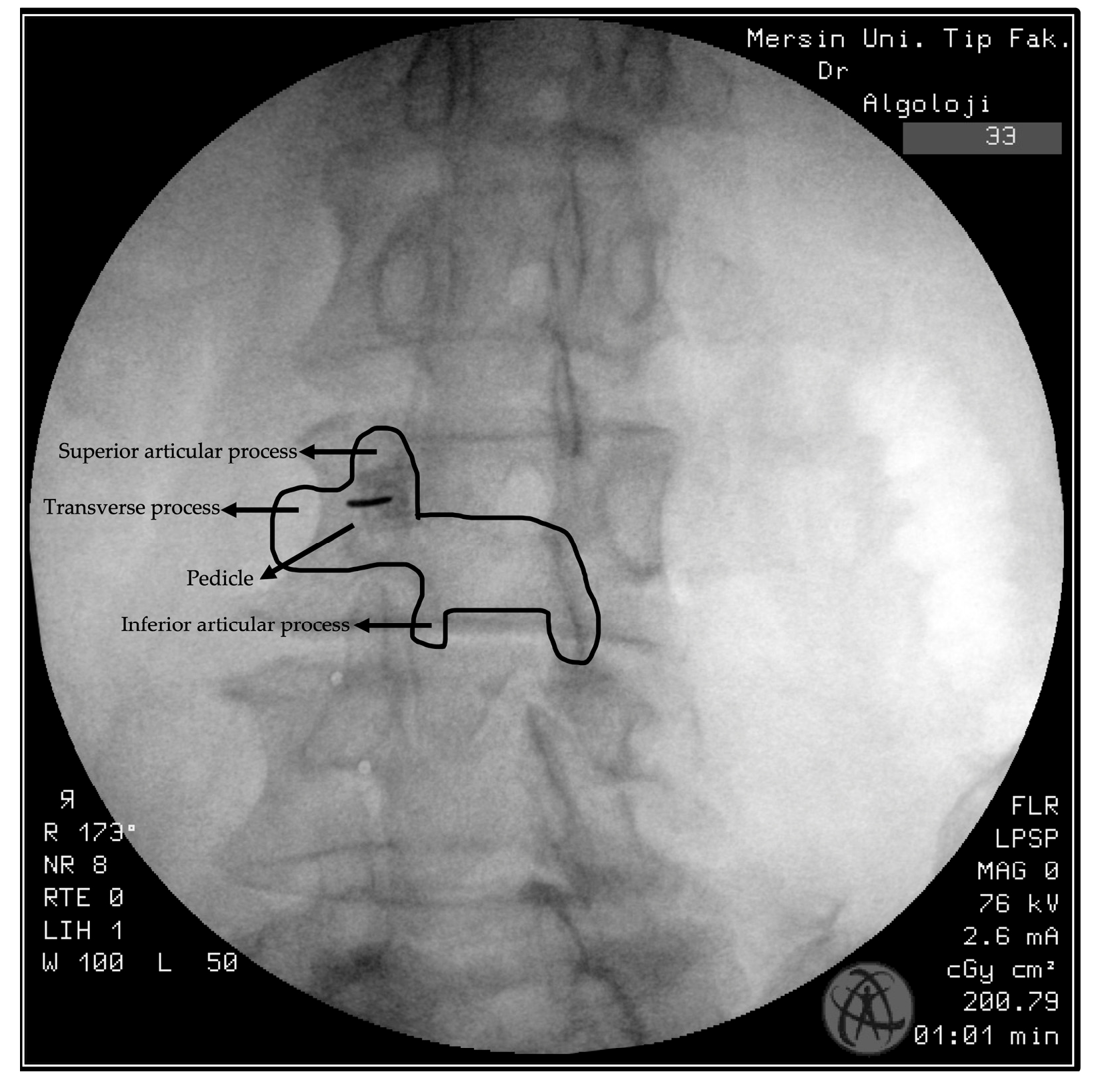 Mersin veteriner, evcil hayvan bakımı, hayvan sağlığı, veteriner hizmetleri, pet klinikleri,veter