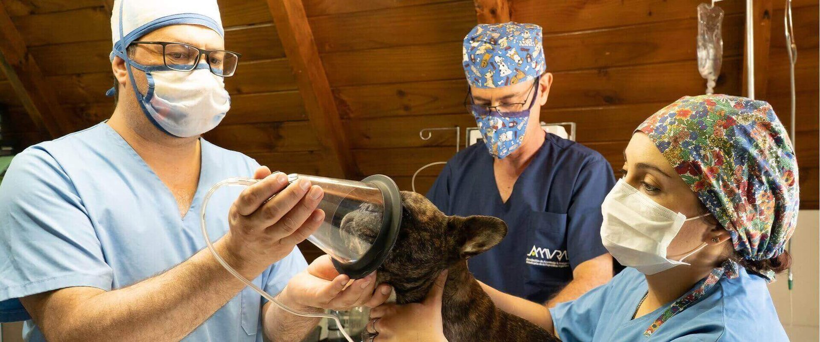 Kastamonu veteriner, acil veteriner, hayvan sağlığı, 24 saat veteriner, köpek bakımı,veteriner,ve