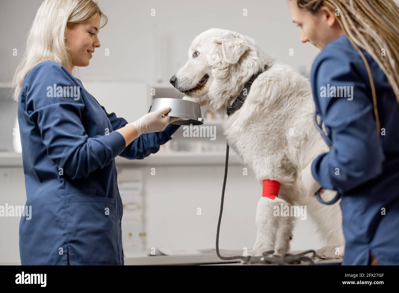 Kars veteriner, hayvan sağlığı, köpek bakımı, kedi klinikleri, evcil hayvan veterinerliği, hayvan