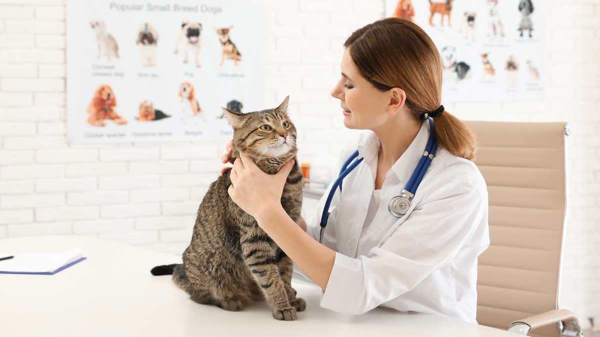 Manisa veteriner, hayvan sağlığı, veteriner kliniği, köpek bakımı, kedi sağlık, evcil hayvan teda