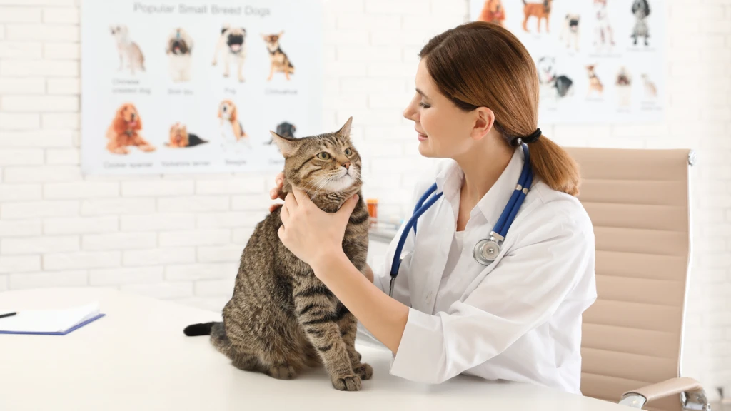 Manisa veteriner, hayvan sağlığı, veteriner kliniği, köpek bakımı, kedi sağlık, evcil hayvan teda Manisa veteriner, hayvan sağlığı, veteriner kliniği, köpek bakımı, kedi sağlık, evcil hayvan teda