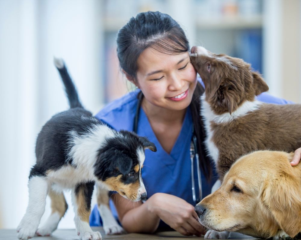 Nevşehir veteriner, hayvan sağlığı, evcil hayvan bakımı, veteriner hizmetleri, hayvan muayenesi,