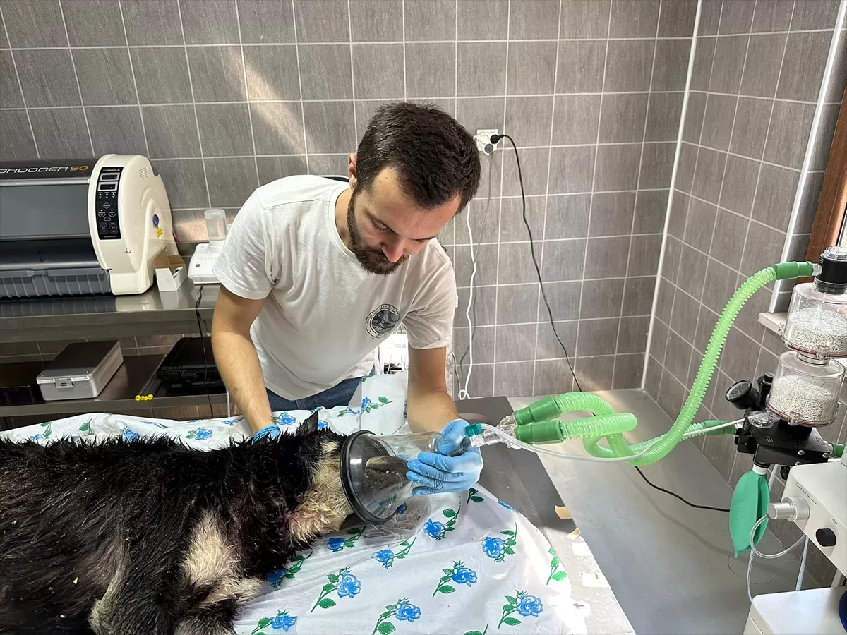 Sakarya veteriner, hayvan sağlık hizmetleri, hayvan klinikleri, pet bakımı, veteriner hekim, evci