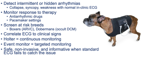 Aksaray veteriner, hayvan sağlık, acil veteriner hizmetleri, evcil hayvan bakım, veteriner klinik
