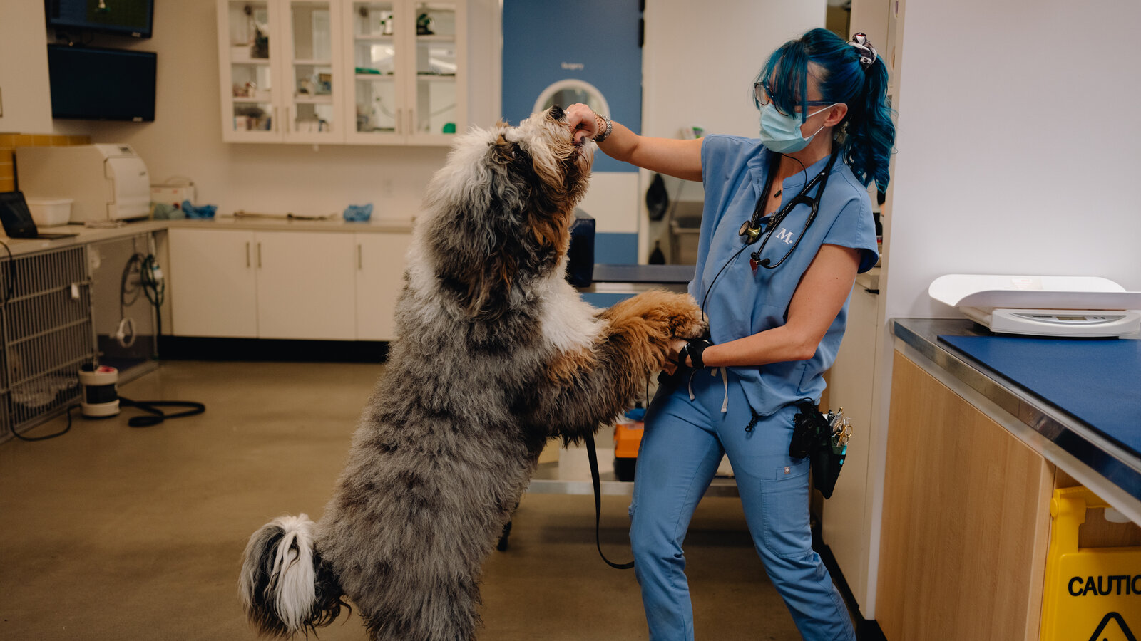Iğdır veteriner, hayvan sağlığı, veteriner klinik hizmetleri, evcil hayvan bakımı, uzman veterine