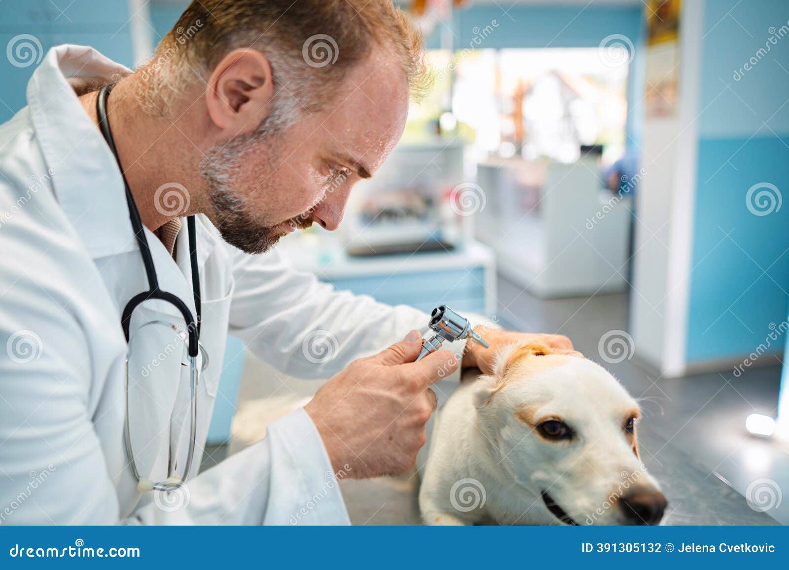 Yalova veteriner, evcil hayvan sağlık, veteriner klinik, hayvan tedavisi, pet bakım merkezi, vete