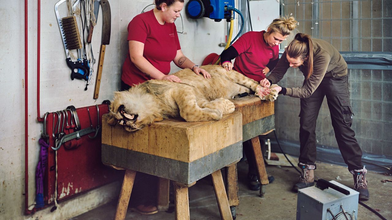 Kilis veteriner, hayvan sağlığı, pet klinikleri, evcil hayvan bakımı, hayvan hastanesi, veteriner