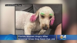 k&ouml;pek bakımı, pet shop, Aydın, k&ouml;pek sağlığı, evcil hayvan bakımı,pet shop,pet shop,tavsiyemiz,bl