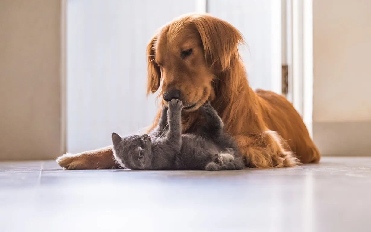 Kocaeli pet shop, veteriner hizmetleri, evcil hayvan bakımı, pet klinik, hayvan sağlığı, köpek ba Kocaeli pet shop, veteriner hizmetleri, evcil hayvan bakımı, pet klinik, hayvan sağlığı, köpek ba