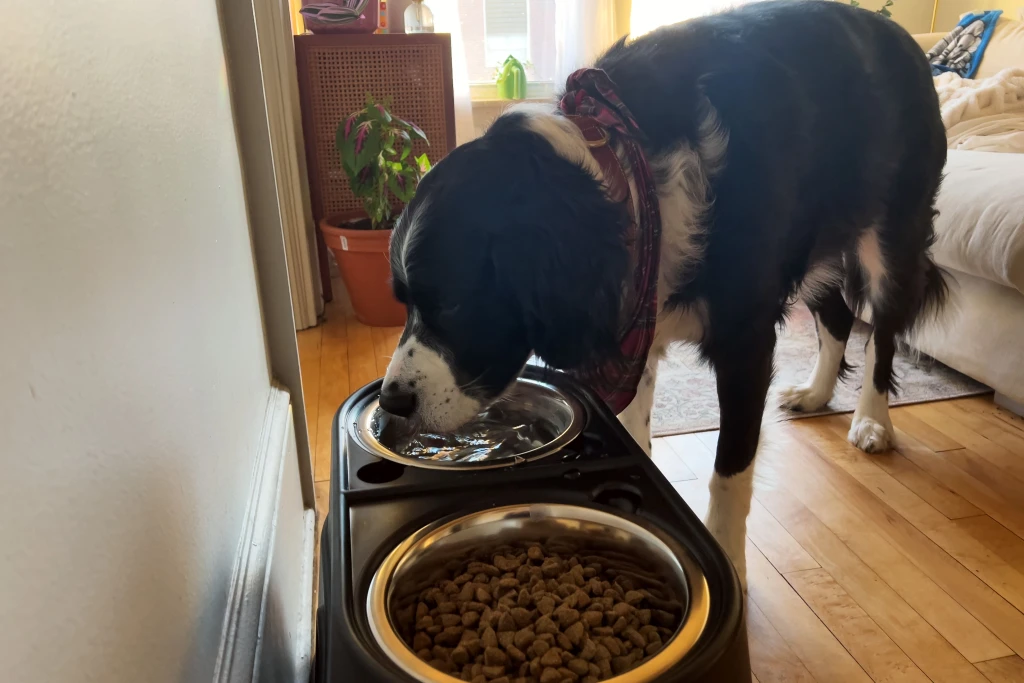 köpek maması, pet shop ürünleri, köpek beslenme, doğal köpek maması, köpek sağlığı,pet shop,pet s köpek maması, pet shop ürünleri, köpek beslenme, doğal köpek maması, köpek sağlığı,pet shop,pet s