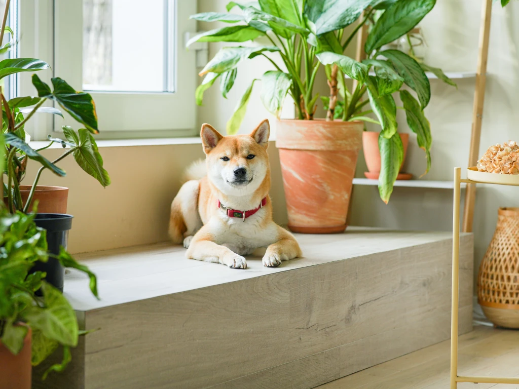 evcil hayvan bakımı, muş pet shop, köpek bakımı, kedi sağlığı, pet ürünleri, hayvan sağlığı, pet evcil hayvan bakımı, muş pet shop, köpek bakımı, kedi sağlığı, pet ürünleri, hayvan sağlığı, pet