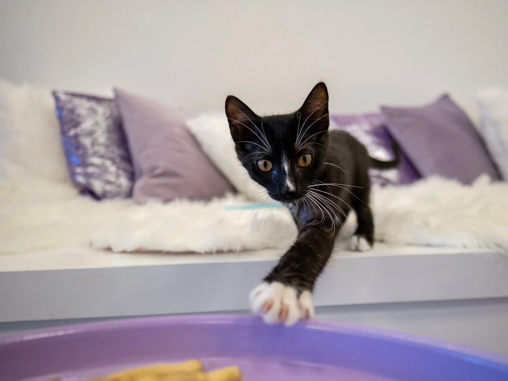 Osmaniye pet shop, kedi maması, en iyi kedi maması, doğal kedi mamaları, kediler için beslenme,pe Osmaniye pet shop, kedi maması, en iyi kedi maması, doğal kedi mamaları, kediler için beslenme,pe