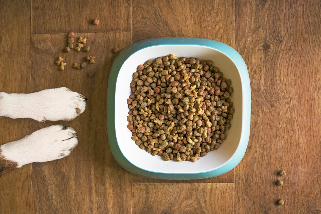Kedi ve Köpek Maması İçeriğinde Neler Bulunur? blog-image