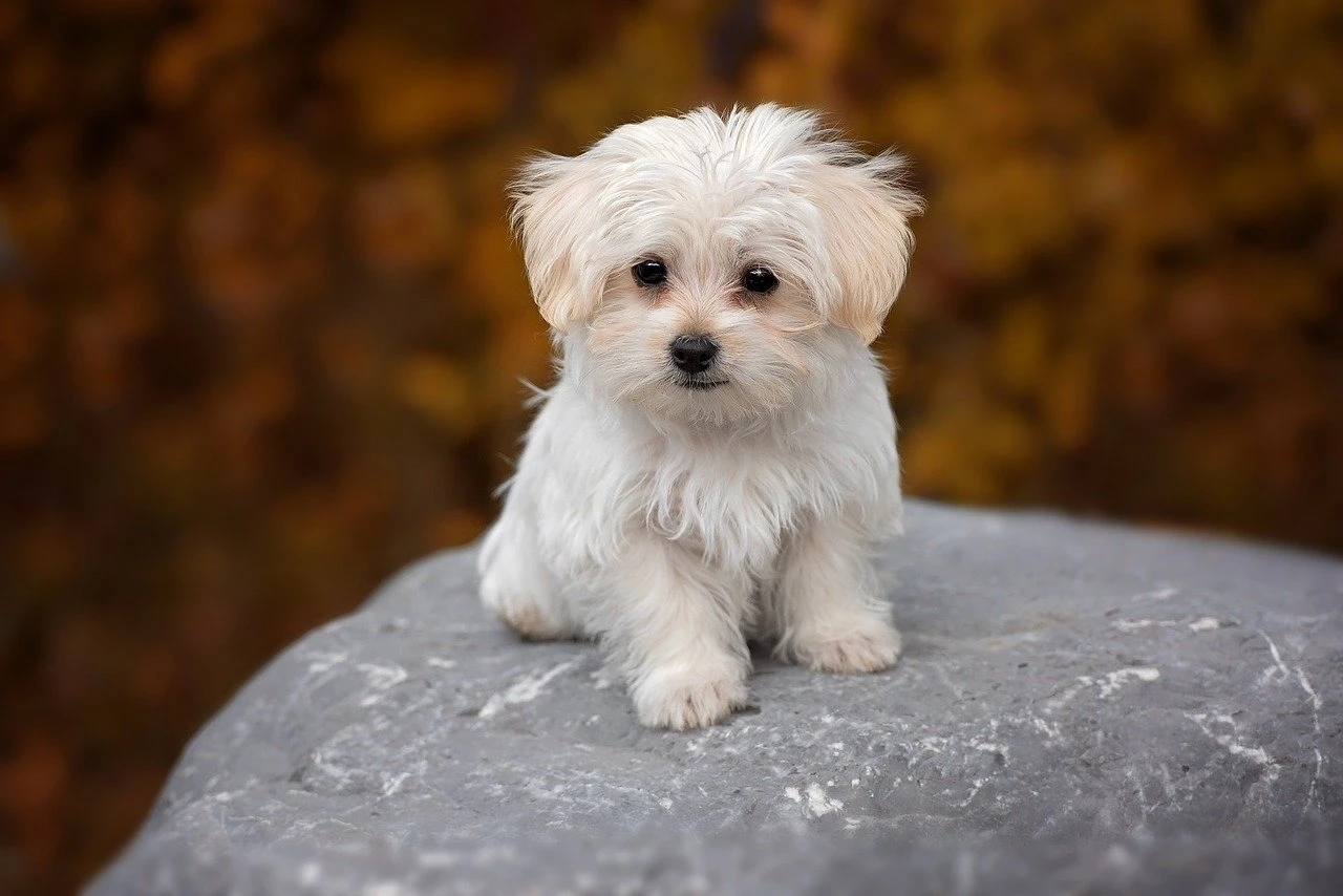 Evde Beslenebilecek Küçük Irk Köpek Cinsleri ve İsimleri blog-image